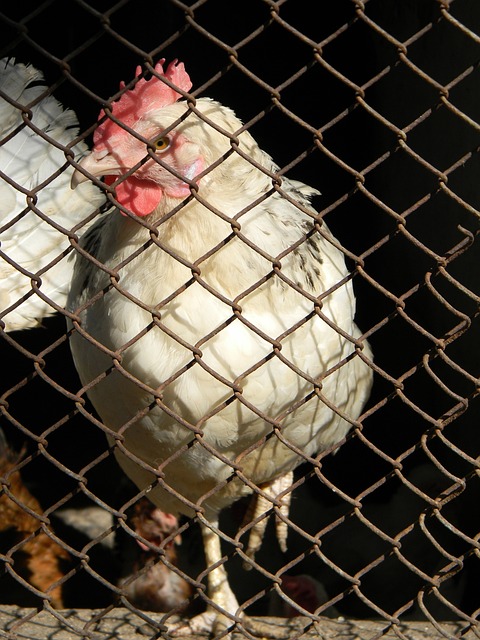 葡超第24輪法法馬利卡奧1-0卡薩皮亞 阿松桑長傳海梅破門 法馬利卡奧攀排名第九位.